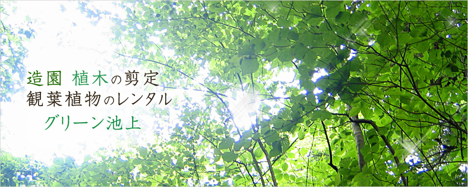 熊本県内の熊本の造園・庭造り・植木剪定・外構エクステリア・観葉植物レンタルのグリーン池上です。